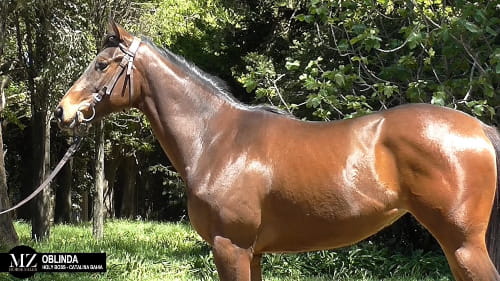 Lote OBLINDA (HOLY BOSS - CATALINA BAHIA)