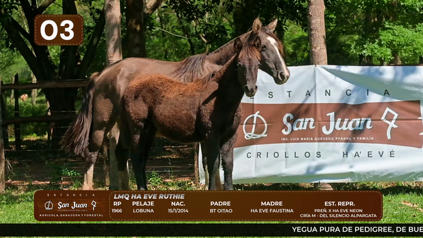 Lote LOTE 3