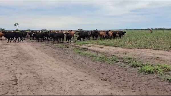 Lote 110 Vacas de invernar en Subteniente Perín, Formosa