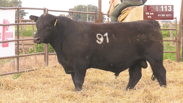 91 1271 — TOROS ANGUS NEGROS  PC