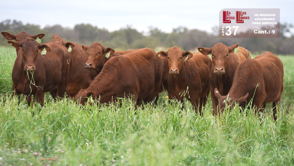 Lote VAQUILLONAS PARA SERVICIO  BRANGUS COLORADAS