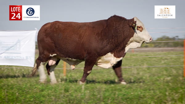 Lote LOTE 24 - TOROS BRAFORD NO. 38