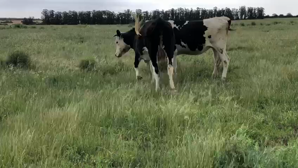 Lote 2 Vaquillonas  1 Hol y 1 Cruza 460kg -  en Carreton