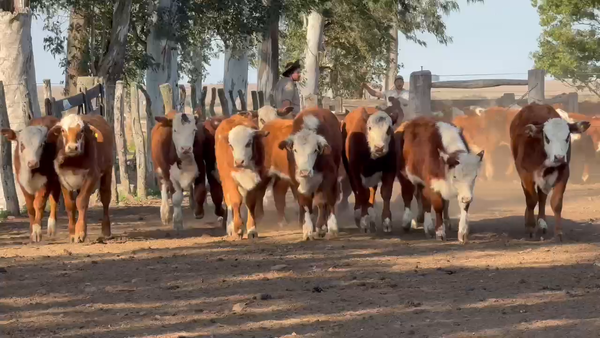 Lote 80 Terneros