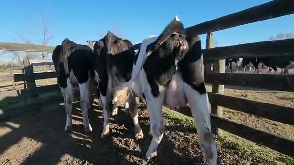 Lote Est. Don Osvaldo - Preparto