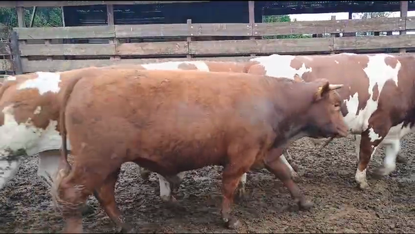 Lote 20 Novillo Gordo en Los Ángeles, VIII Región Biobío