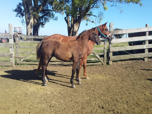 Lote 54 - Fadar Jayna