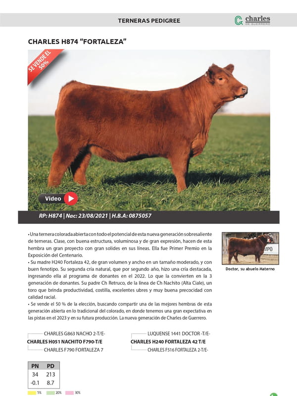 Lote Terneras