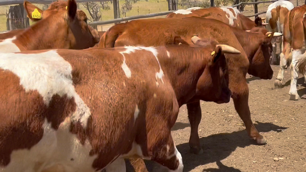 Lote 58 Novillo Engorda en Tiltil, Región Metropolitana