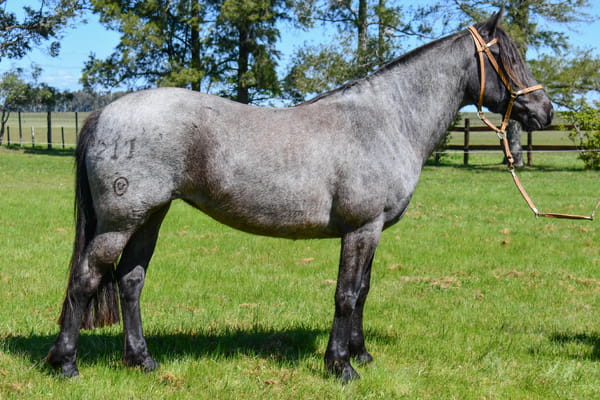 Lote Sufrida del Paso