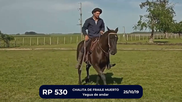 Lote CHALITA DE FRAILE MUERTO