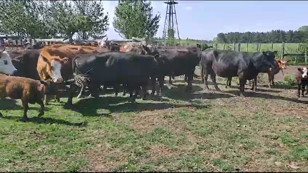 Lote 21 Vacas USADAS con cría en Magdalena, Buenos Aires