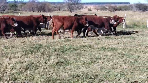 Lote 120 Novillitos en Entre Ríos, Chajarí