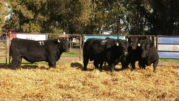 Lote TOROS ANGUS NEGROS PC