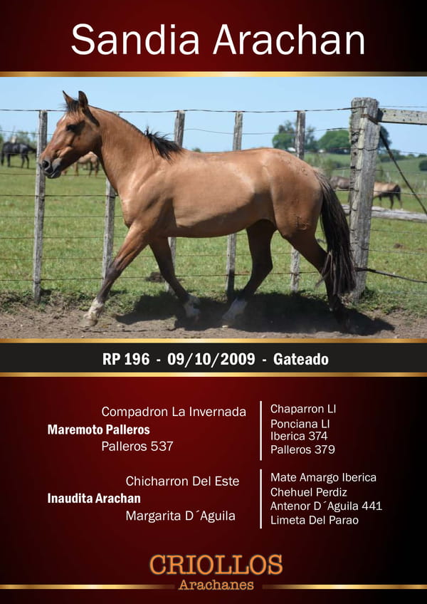 Lote Sandía Arachán - RP 196