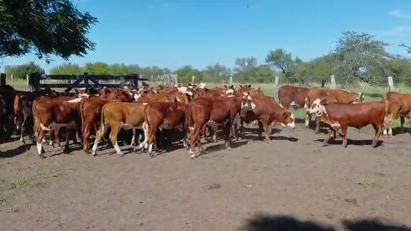 Lote 240 Terneros/as en Corrientes, Curuzú-Cuatiá