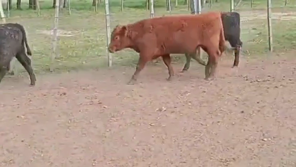 Lote TERNEROS
