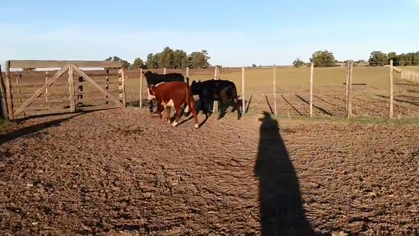 Lote 3 Terneros y Terneras, San José