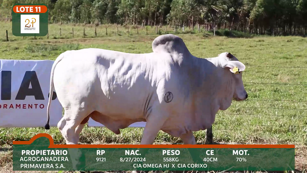 Lote 2P PRIMAVERA