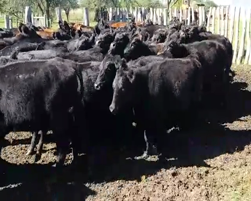 Lote 60 Terneros/as en Villaguay, Entre Ríos