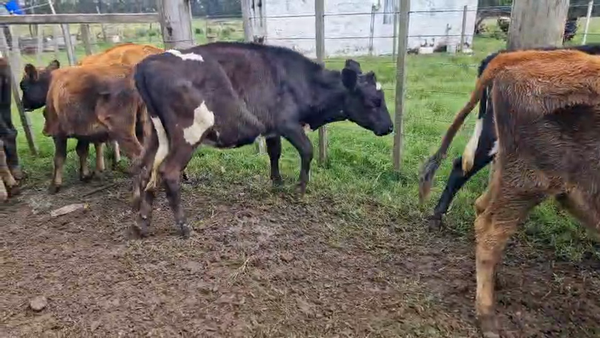 Lote 10 Terneras, San José