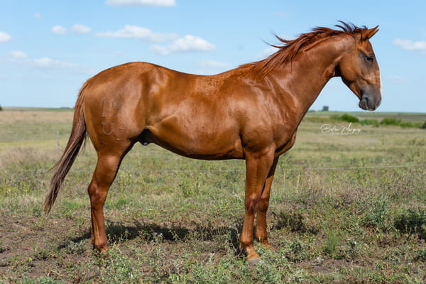 Lote DR ANKALI CADES LR URANQUAR