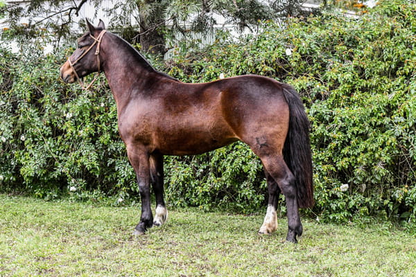 Lote RP  3478 - PORÁ JILGUERA