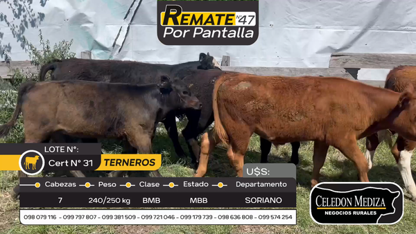 Lote 7 Terneros en Agraciada, Colonia