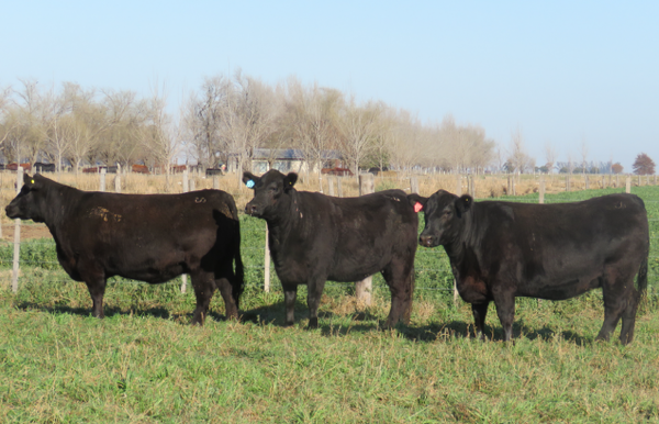 Lote Vaquillonas  Angus -  Don Pedro