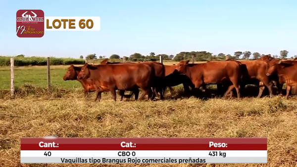 Lote Reproductores de Alborada - Lote 60