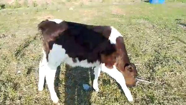 Lote Terneros HOLANDOS 80kg - , San José