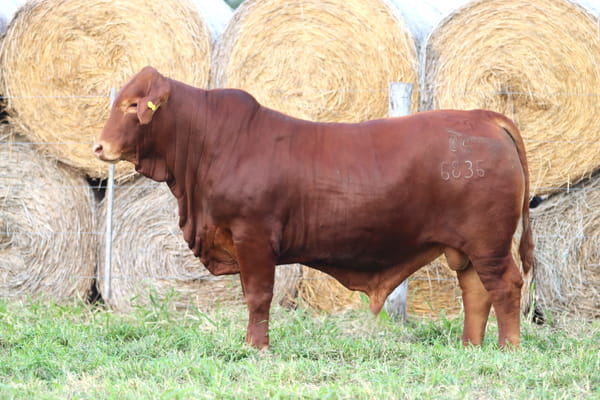 Lote LOTE 80
