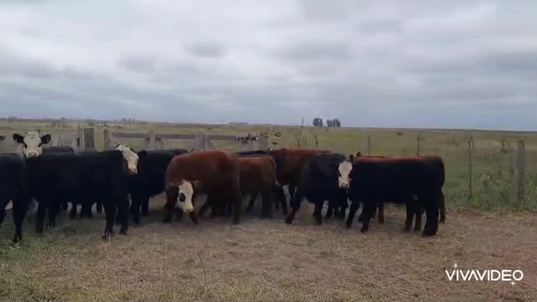 Lote 25 Terneros en Tapalqué, Buenos Aires