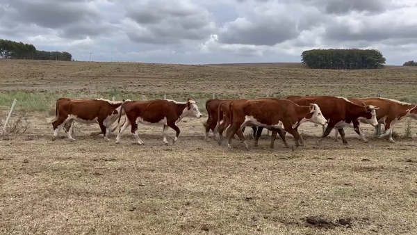 Lote 320 Vacas de Invernada en Rocha