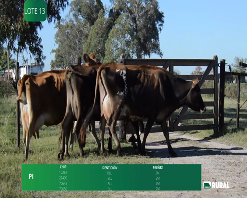 Lote VACAS EN PRODUCCIÓN PREÑADAS