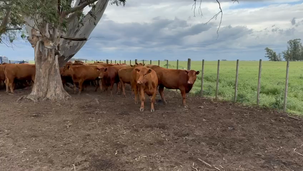 Lote 30 Vaquillonas PC C/ gtia de preñez