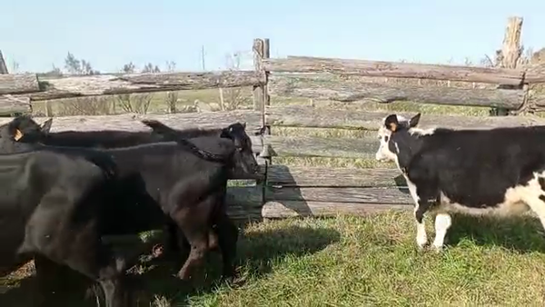 Lote 6 Terneras ANGUS 190kg - , San José