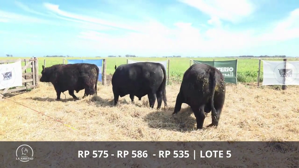 Lote TOROS PUROS POR CRUZA