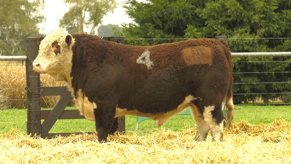 4 - 41264 — TOROS HEREFORD PURO REGISTRADOS
