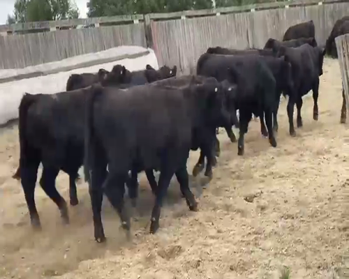 Lote 60 Ternero en Futrono, XIV Región Los Ríos