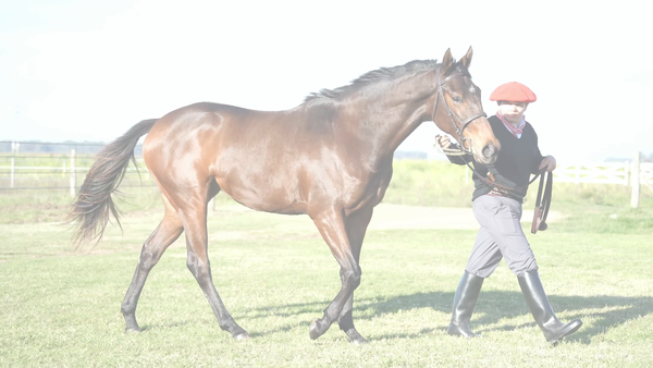 Lote PATRIOTA NIK (NICODEMUS -  CELESTE Y BLANCA)