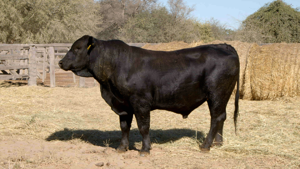 Lote TOROS Remate Nucleo Genbra