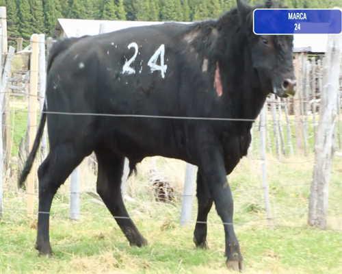 Lote 1 Toro en Coyhaique, XI Región Aysén