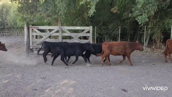 Lote 94 Terneros en Verónica, Buenos Aires