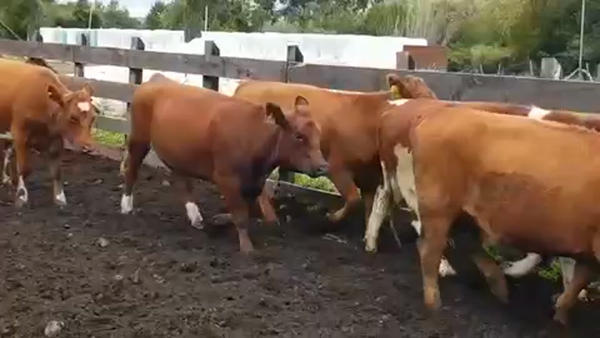 Lote 50 Vaquilla Gorda en Osorno, X Región Los Lagos