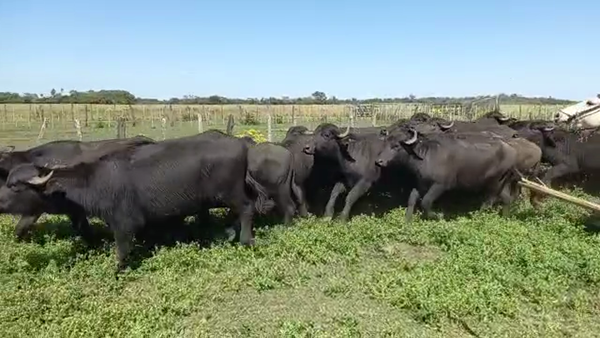 Lote 45 BUBILLAS PARA SERVICIO