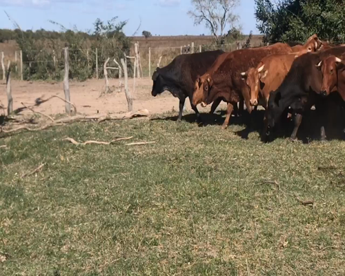 Lote 38 Novillos en Corrientes, Bella Vista