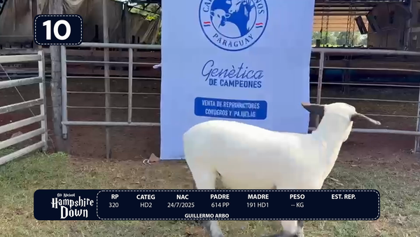 Lote LOTE 10