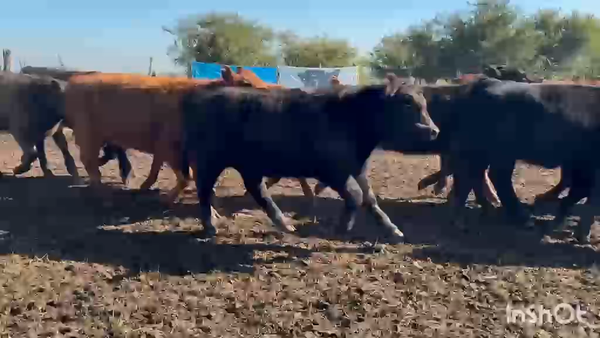 Lote 120 Terneras