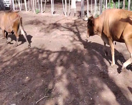 Lote 35 Vacas en Monte Quemado, Santiago del Estero